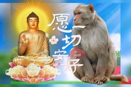 生肖属猴的命运解析：聪明活泼的猴子带给我们的启示