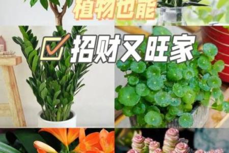 水命人如何通过养植物招财致富的秘诀