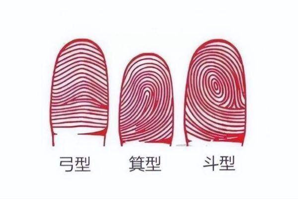 手的长度与命运:揭示生命奥秘的神秘信号 手的长度与命运:揭示生命奥秘的神秘信号