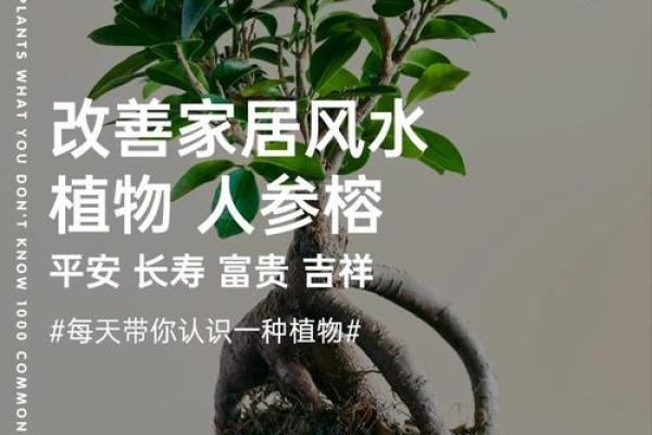 水命人适合什么颜色的窗户?探寻家居风水的奥秘 水命人适合什么颜色的窗户?探寻家居风水的奥秘