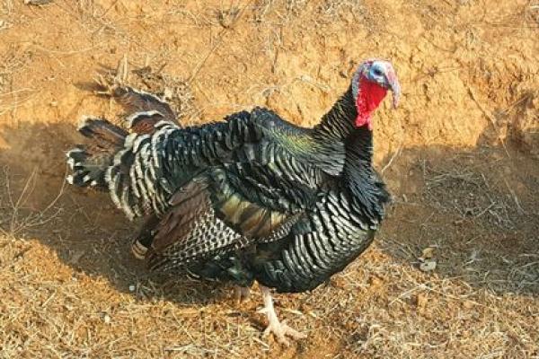 1945年鸡年:火鸡的命运与生活智慧探讨 1945年鸡年:火鸡的命运与生活智慧探讨