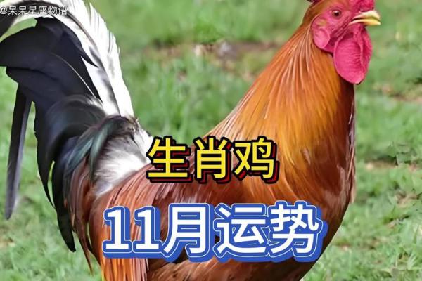 94年属鸡的命运与解析:人生的机遇与挑战 94年属鸡的命运与解析:人生的机遇与挑战