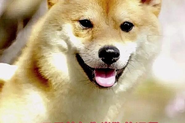 属狗人2023年运势解析：26岁的命运与机遇