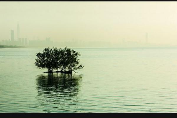 石榴木命的独特特征与生活艺术：一种鲜活的生命体验