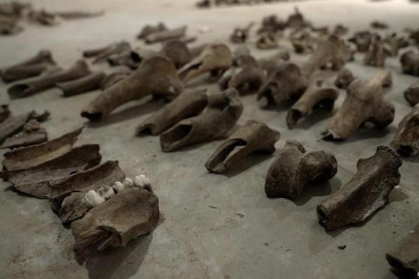 1931年出生的羊命：探索温文尔雅的命运之旅