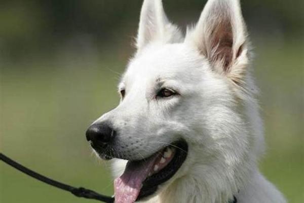 属狗水命的人佩戴什么好，助运提运更精彩！