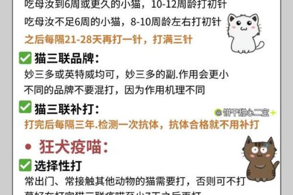 适合养猫的命格解析：哪些人能够与猫咪相伴一生？