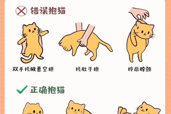 适合养猫的命格解析：哪些人能够与猫咪相伴一生？