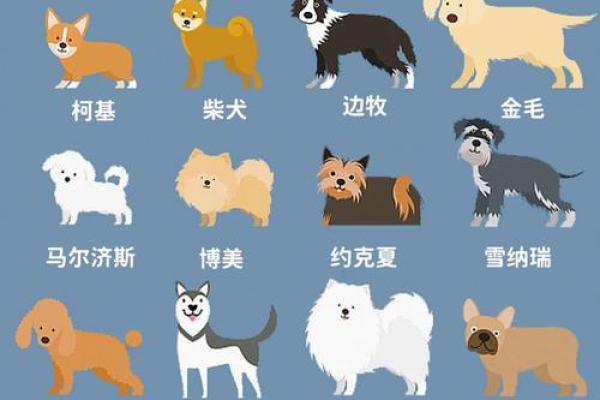 36的狗是什么——解读36种性格与命运的秘密 36的狗是什么——解读36种性格与命运的秘密