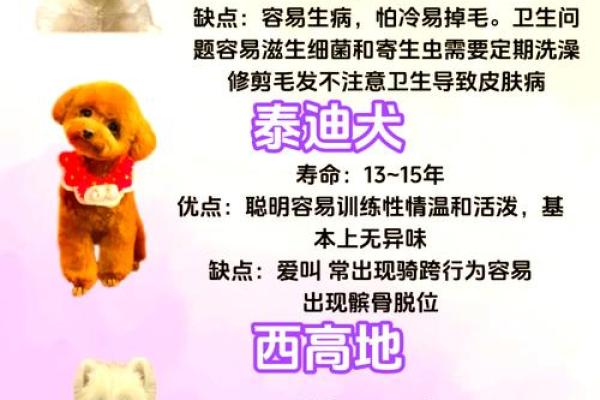 36的狗是什么——解读36种性格与命运的秘密 36的狗是什么——解读36种性格与命运的秘密