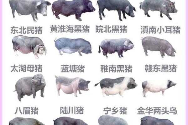 1958年出生的猪：命运与性格的深度解析