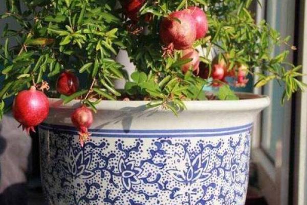 石榴木命的人适合的颜色搭配与生活方式解析