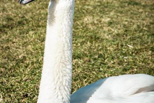 水命人适合养什么动物？揭秘最佳伴侣选择！