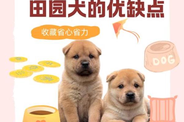 1月出生的狗：土命的独特魅力与人生智慧