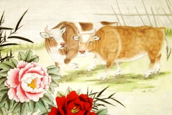 生肖牛的命运揭秘：从勤劳到富饶的精彩人生