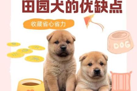 1月出生的狗：土命的独特魅力与人生智慧