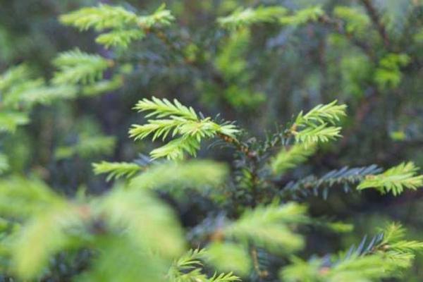 松柏木与传统命理的结合，探寻人生的意义与方向