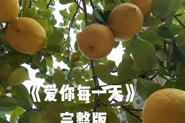 《当爱成为生命的意义：探讨《视你如命拿命爱你》的音乐魅力》