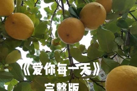 《当爱成为生命的意义：探讨《视你如命拿命爱你》的音乐魅力》