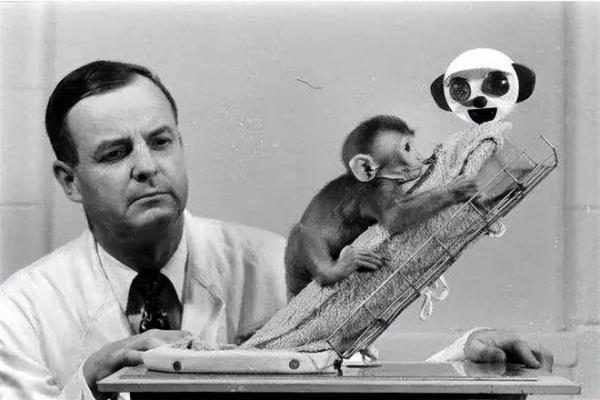 19岁猴子的命运：探索命理与人生的交汇点