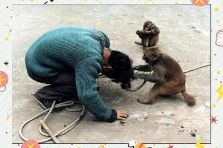 19岁猴子的命运：探索命理与人生的交汇点