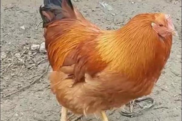 属鸡女人的命运解析：聪慧与挑战并存的精彩人生