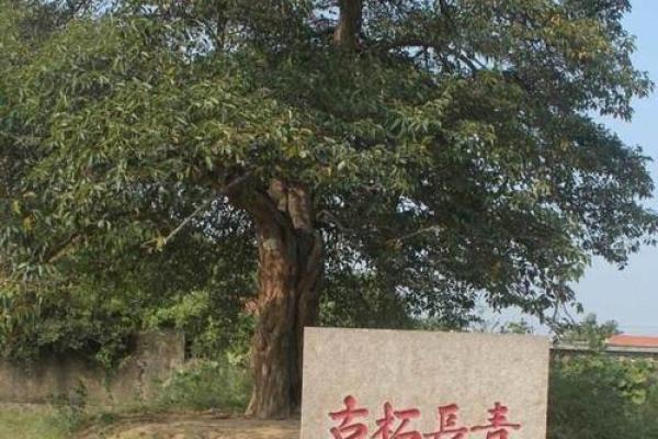 桑松木命者的命理解析与提升建议