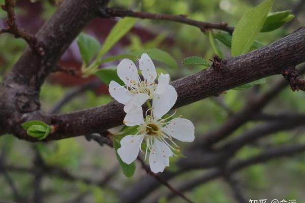 人生桃花盛开，命运之花诱惑如何掌握？