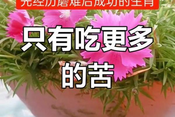 生于这些生肖,命运难逆转,生活多艰辛! 生于这些生肖,命运难逆转,生活多艰辛!