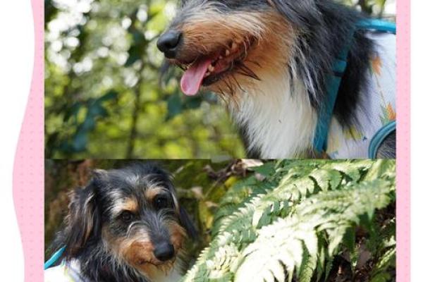 1882属狗男的命理解析:性格、事业与感情的深度剖析 1882属狗男的命理解析:性格、事业与感情的深度剖析