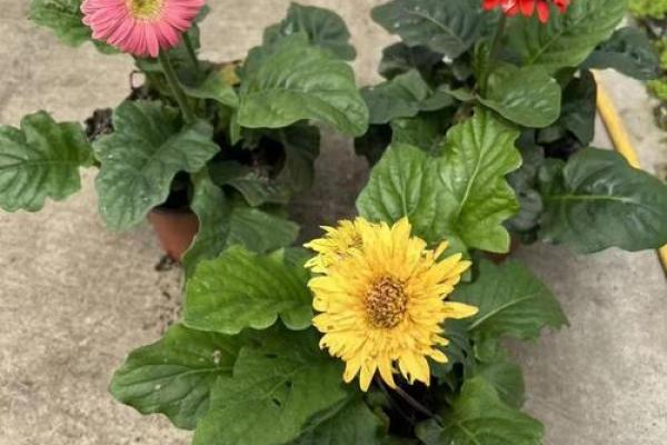 墙根土命的魅力:让生命更添色彩的五大好处 墙根土命的魅力:让生命更添色彩的五大好处