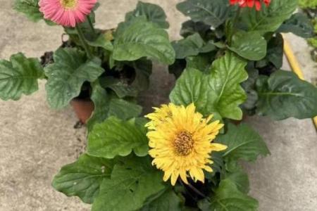 墙根土命的魅力：让生命更添色彩的五大好处