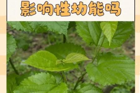 桑枯木命的颜色禁忌与星相启示：了解命理，选择合适的颜色！