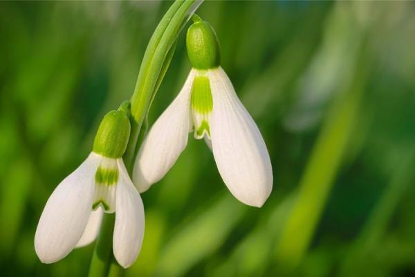 泉水命的魅力：如何选择合适的饰品来提升运势与气质