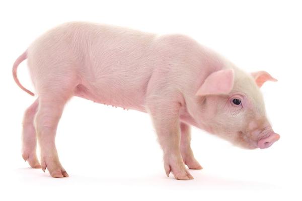 属猪62岁:豁达人生与命运的平衡 属猪62岁:豁达人生与命运的平衡