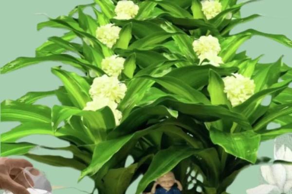 水命人可以养的植物推荐:让生活充满生机与灵气 水命人可以养的植物推荐:让生活充满生机与灵气