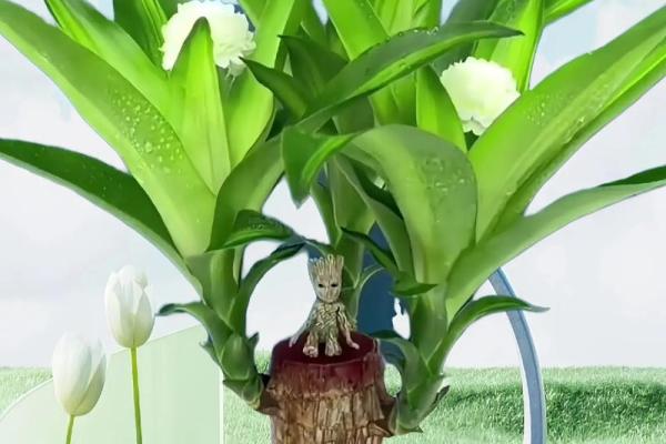 水命人可以养的植物推荐:让生活充满生机与灵气 水命人可以养的植物推荐:让生活充满生机与灵气