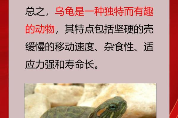 世上动物中，谁的寿命最短？揭开生命的脆弱与珍贵