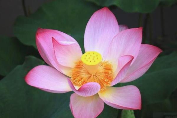 1933年的命年解析：探索鼠年与个人命运的奇妙联系