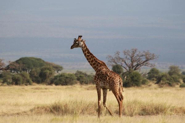 什么动物属富贵命的人：发现你身边的幸运动物！