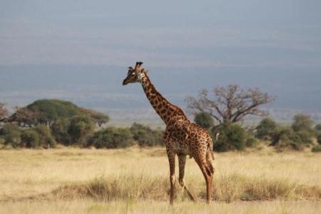 什么动物属富贵命的人：发现你身边的幸运动物！