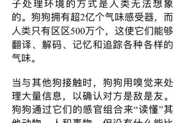 “屁股命”：解读这一独特说法背后的深意与趣味