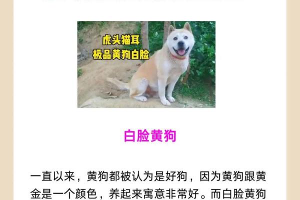 82年狗子命：命运与性格的深度解析