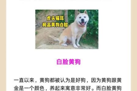 82年狗子命：命运与性格的深度解析