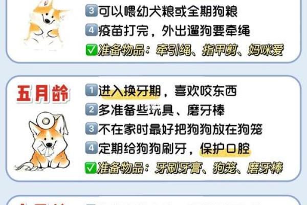 属狗的孩子命运与性格解析：快乐成长的秘诀