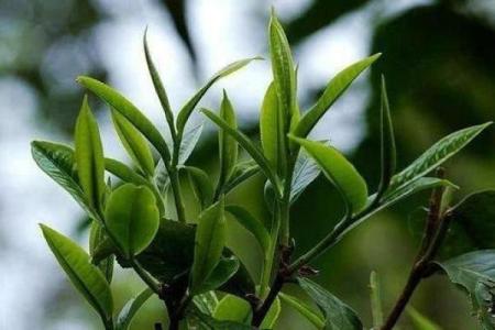 桑松木命穿什么颜色？解读适合桑松木命人的色彩搭配