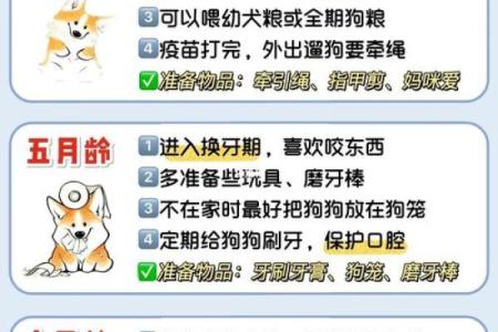 属狗的孩子命运与性格解析：快乐成长的秘诀