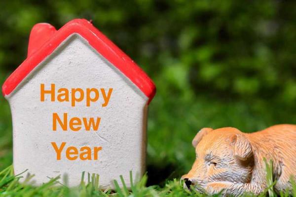 87兔子为何命运多舛？探寻不幸背后的原因与教训