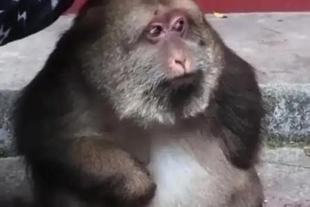 56年猴子命：聪明与灵敏的奇妙之旅