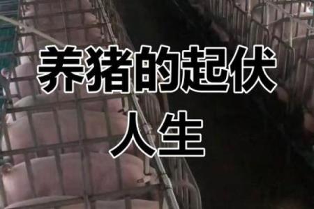 土命猪的职业选择：适合的行业与发展的道路